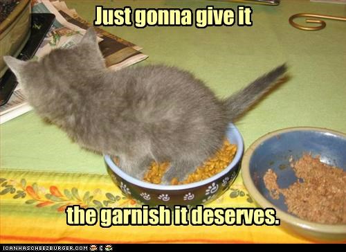 kitteh no like it
