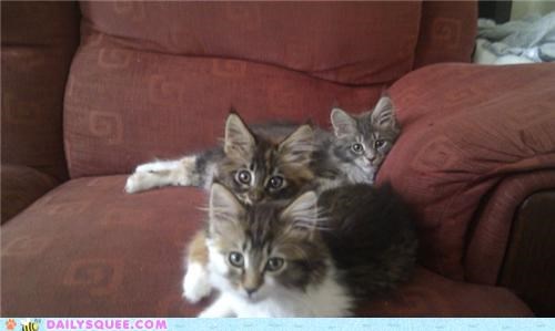 Cuddlebuddies