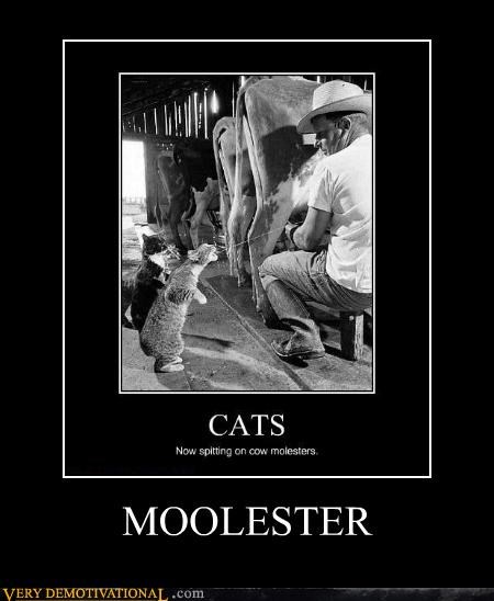 MOOLESTER