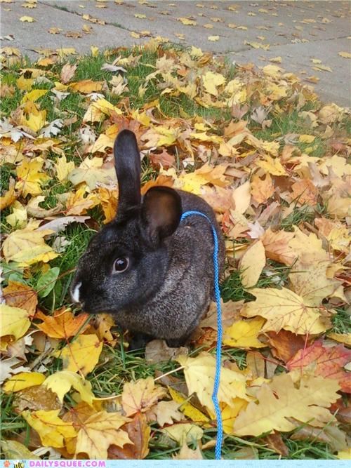 Bun Bun loves the fall