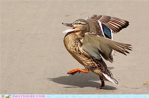 Acting Like Animals: Struttin' Yo' Stuff