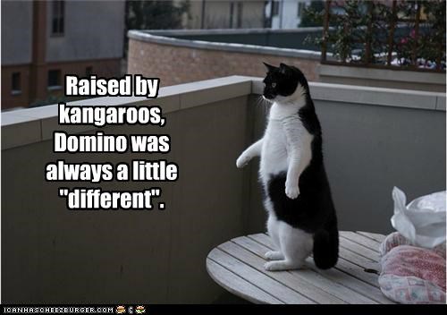 Raised by kangaroos,