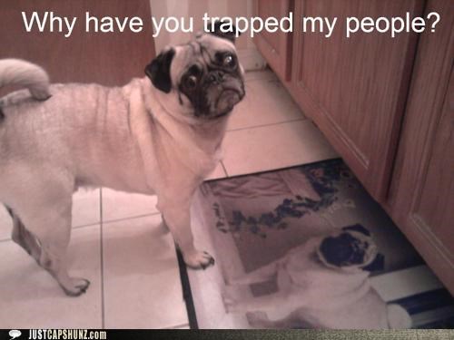 Pugs Are Not People. Pugs are Dogs.