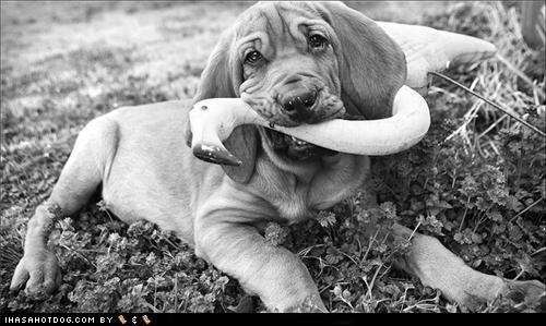 Cyoot Puppeh ob teh Day: Redecorating