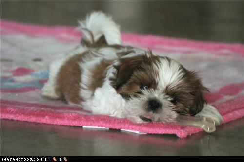 Cyoot Puppeh ob teh Day: Dis Mai Bone!