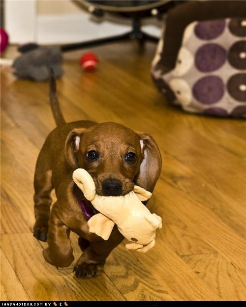 Cyoot Puppeh ob teh Day: I Gots It!!