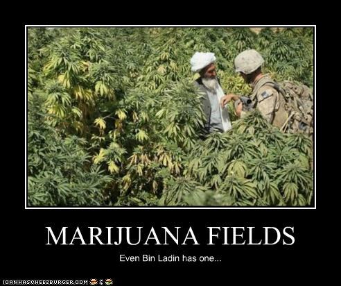 MARIJUANA FIELDS