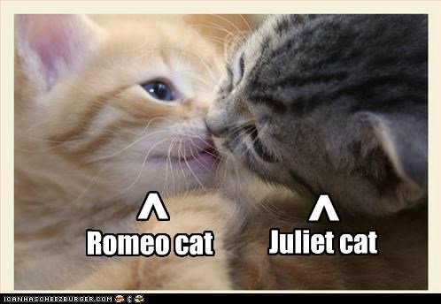 Romeo cat