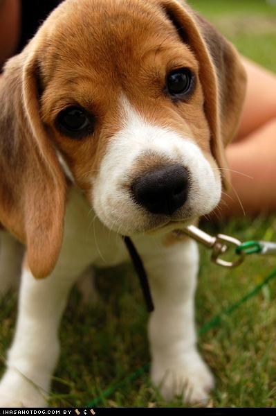 Cyoot Puppeh ob teh Day: Curious Cutie