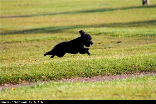 Cyoot Puppeh ob teh Day: Leaps and Bounds