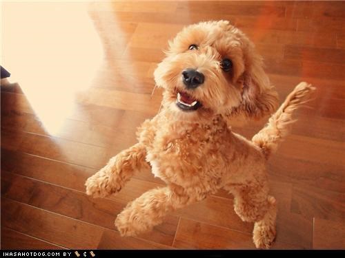 Cyoot Puppeh ob teh Day: Cha Cha, Tango, Waltz, and Rumba!