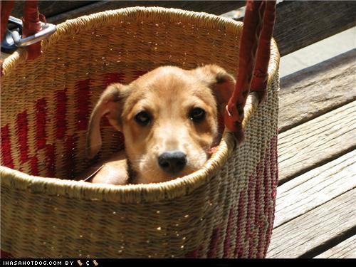 Cyoot Puppeh ob teh Day: Tisket, Tasket, Puppeh in a Basket!