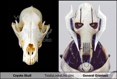 Coyote Skull Totally Looks Like General Grievous