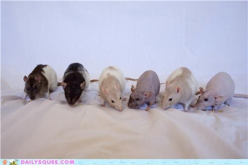 Six of the Mischief
