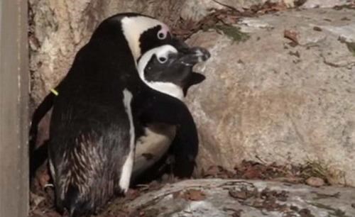 Follow Up of the Day: Gay Penguins To Be Reunited By Spring