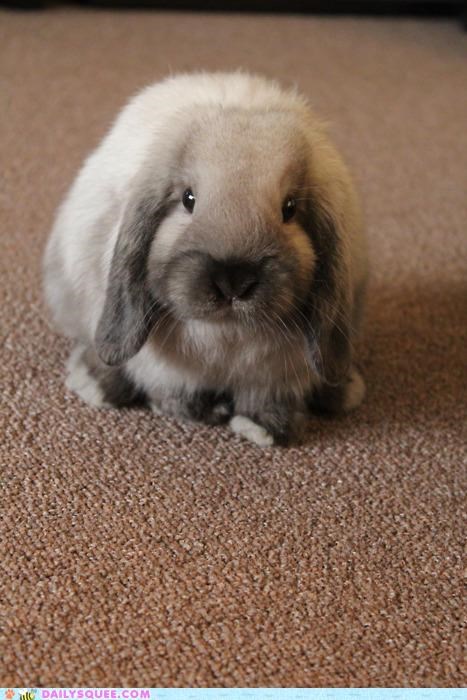 Smug as a Bun on a Rug