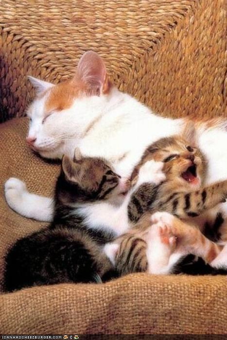 Cyoot Kittehs of teh Day: MOOOOOOOM!  Hez Tuchin Meh!