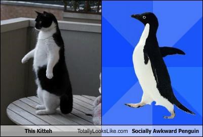 This Kitteh Totally Looks Like Socially Awkward Penguin