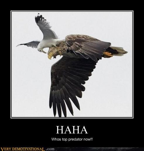 HAHA