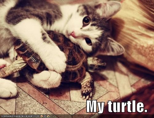 My turtle.