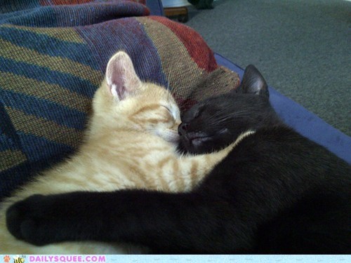 Sleeping buddies