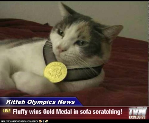 Kitteh Olympics News - Fluffy wins Gold Medal in sofa scratching!