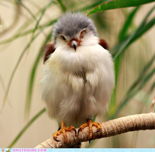 Prosh Pygmy Falcon!