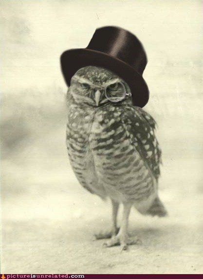 A Gentleowl and a Scholar 