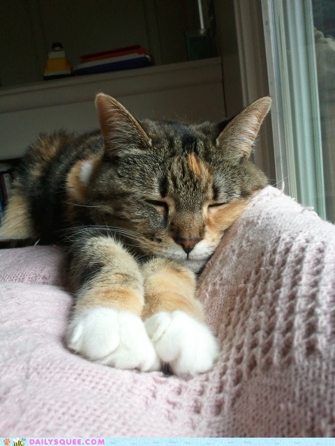 Sleepy Kitty