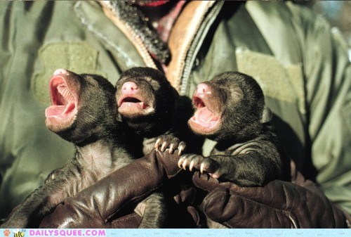 Creepicute: Itty Bitty Bear Cubs