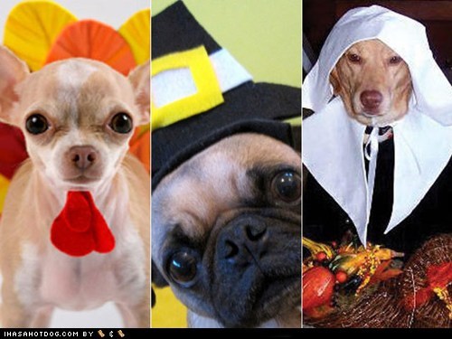 10 Costumed Dogs Celebrating Thanksgiving