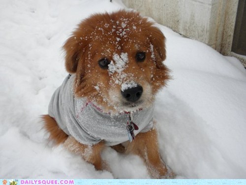 Sophie in the Snow