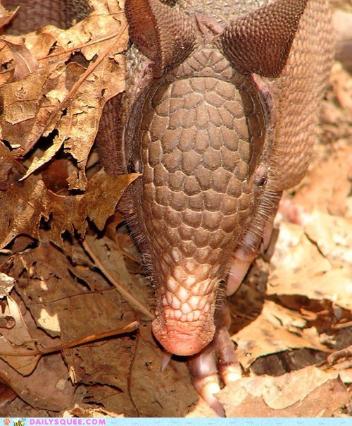 Squee Spree: Up Close and Armadillo