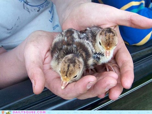 Squee Spree: Wild Turkeys Vs. Ptarmigans!