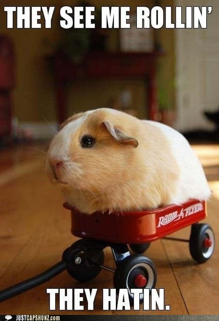 Guinea Piggatratin' Try'n Catch Me Ridin' Durrty!