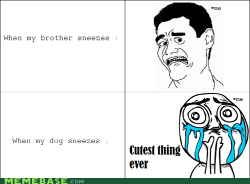 Kitten Sneezes Are Even Worse