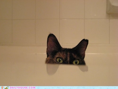 Peek-a-boo!