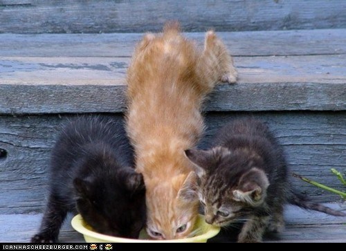 Cyoot Kittehs of teh Day: Mayk Room 4 Meh!  Iz Hungray!