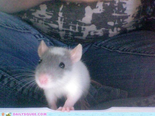 Model ratty.