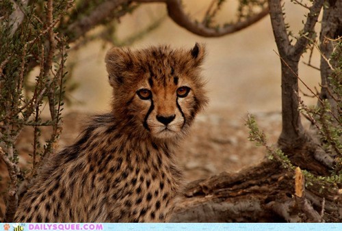 Disgruntled Cheetah Cub is Disgruntled