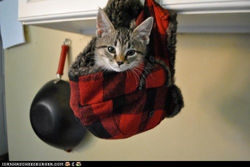 Cyoot Kitteh of teh Day: The Cat in the Hat