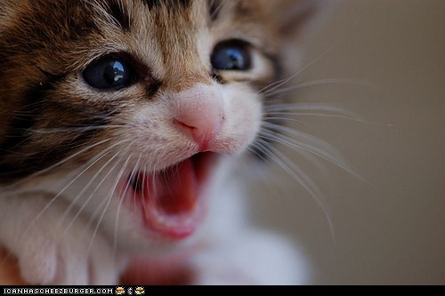 Cyoot Kitteh of teh Day: 