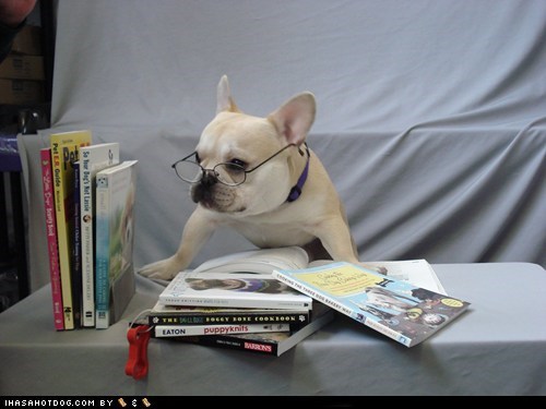 Goggie ob teh Week: Mr. Smarty Pants!