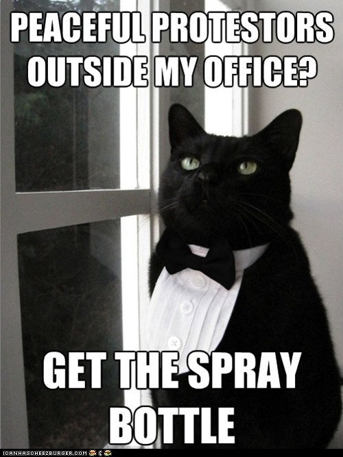 MemeCats: One Percent Cat Has Had Enough