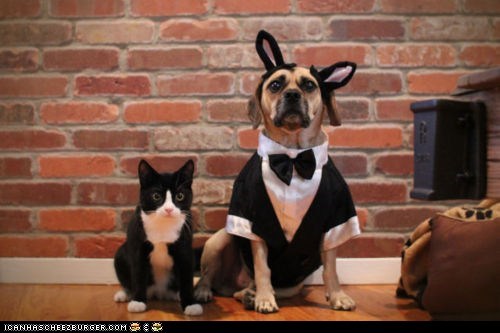 Goggies R Owr Friends: Black Tie Affair