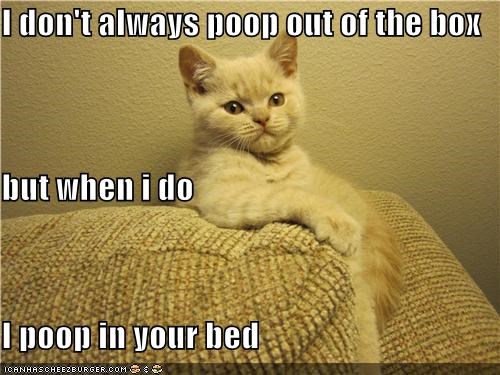 I don't always poop out of the box but when i do I poop in your bed