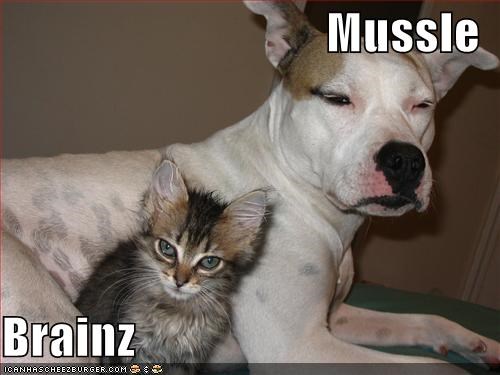 Mussle  Brainz