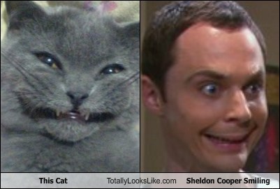 This Cat Totally Looks Like Sheldon Cooper Smiling