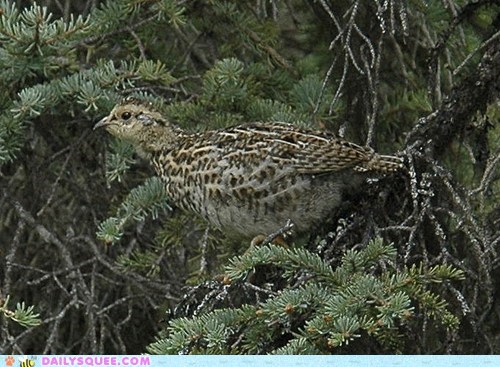 Squee Spree: Treetop Ptarmigan