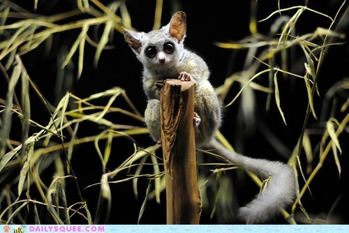 Squee Spree: Galagos Vs. Tarsiers!